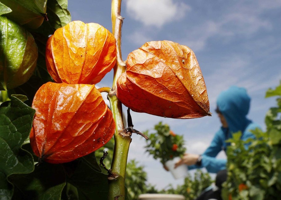 Физалис растение