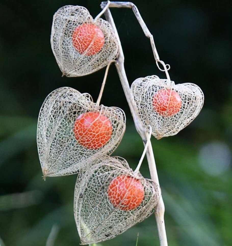 Физалис цветок