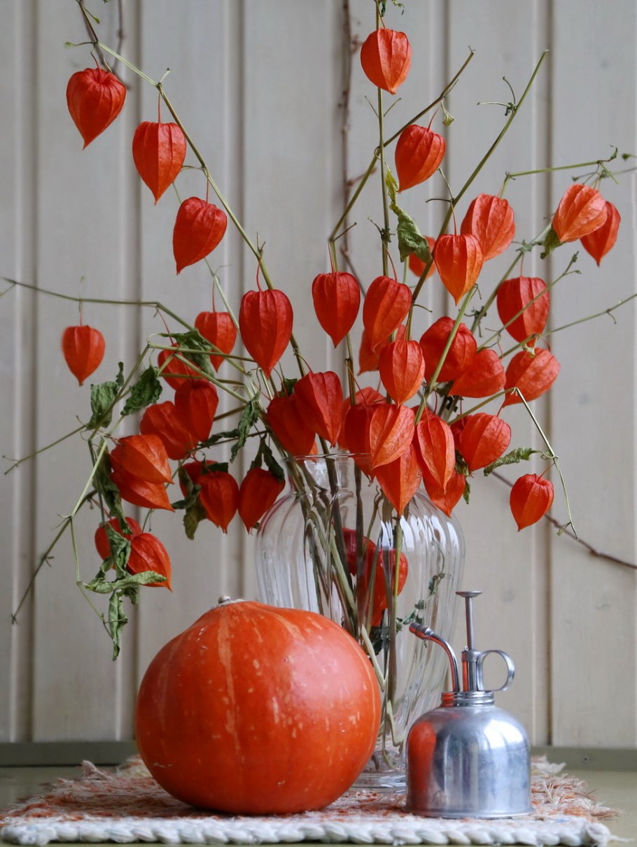 Физалис сухоцвет