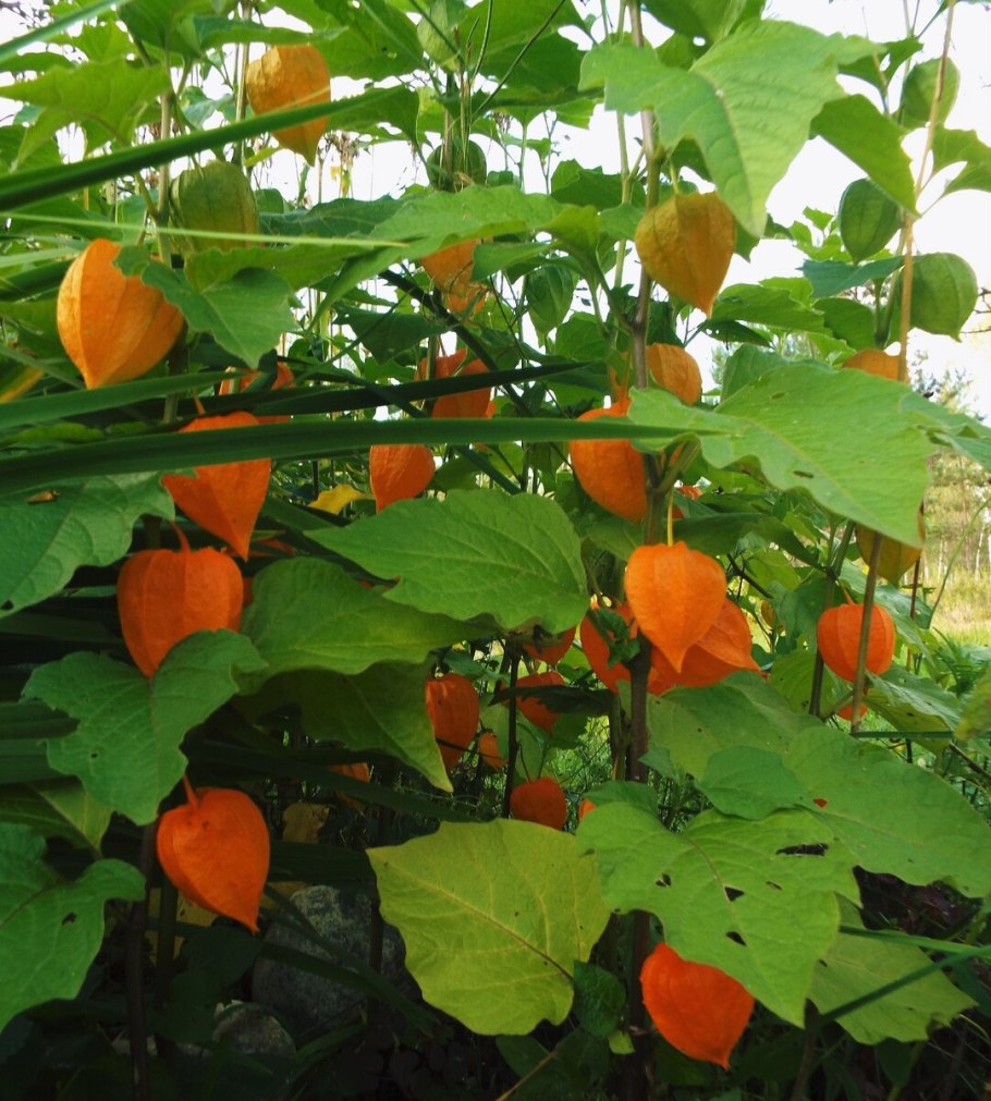 Физалис мексиканский