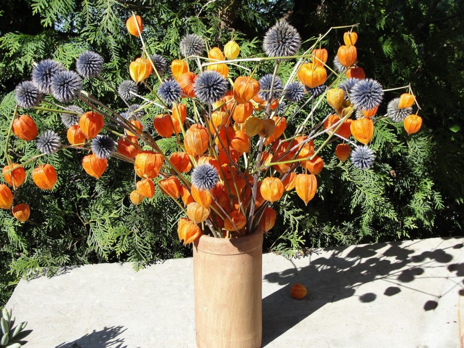 Физалис на клумбе