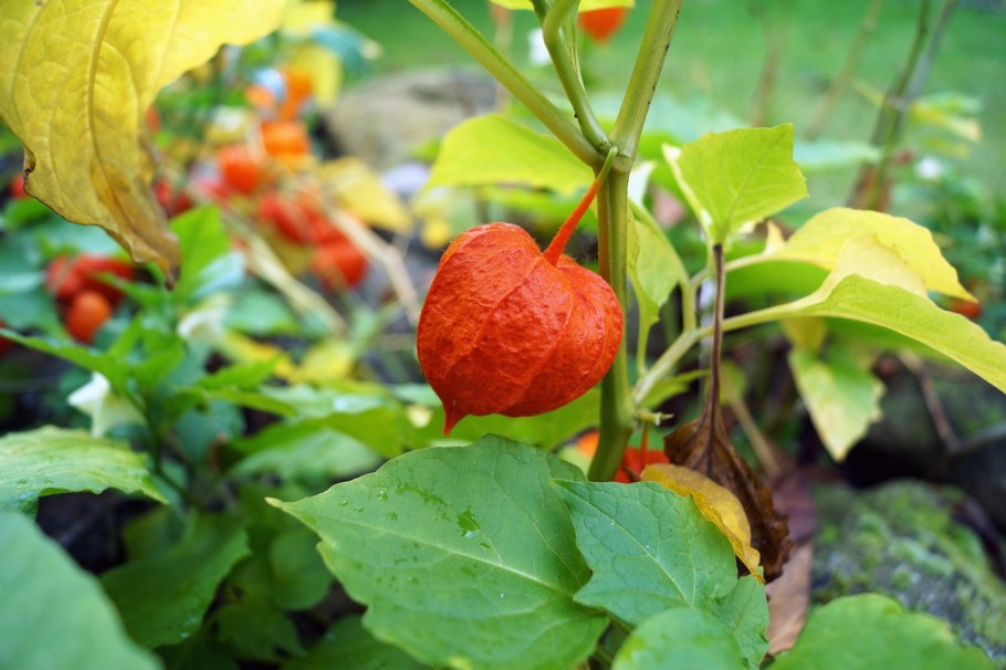 Физалис куст