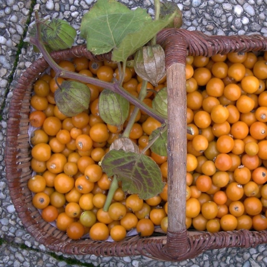 Физалис перуанский Земляничный