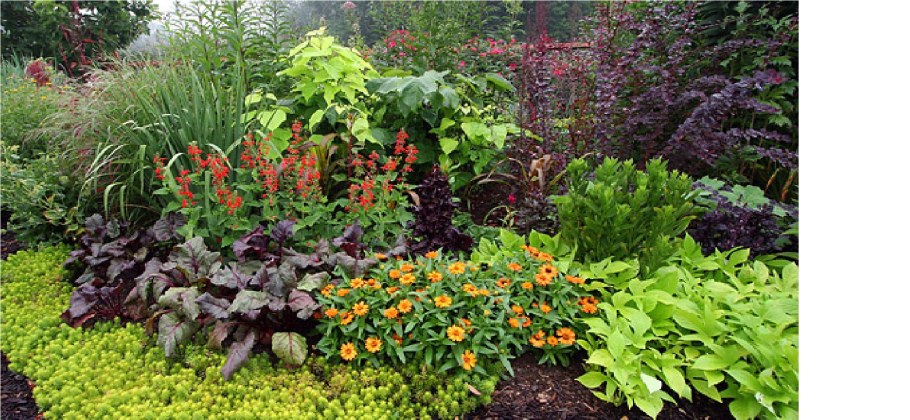 Соседство на клумбах