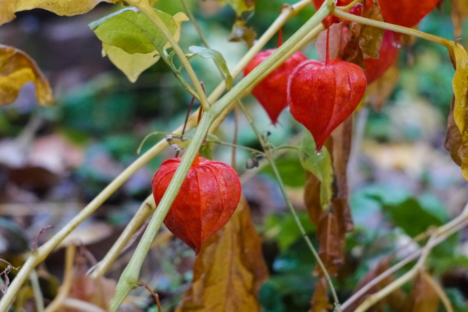 Физалис куст