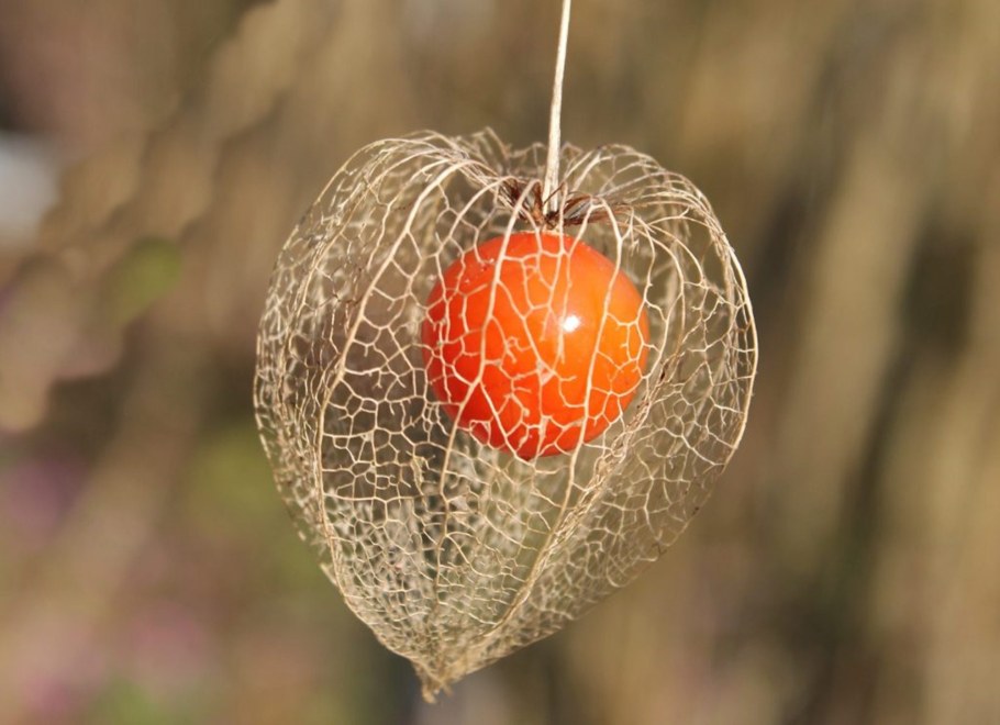 Физалис клубничный