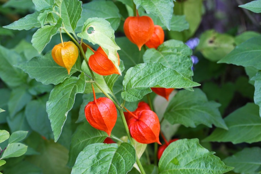 Физалис фото