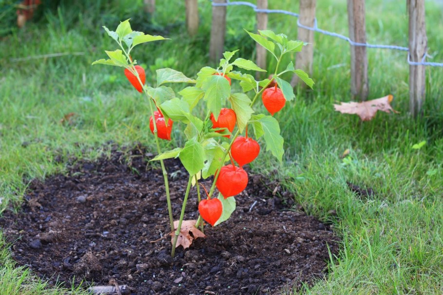 Физалис куст