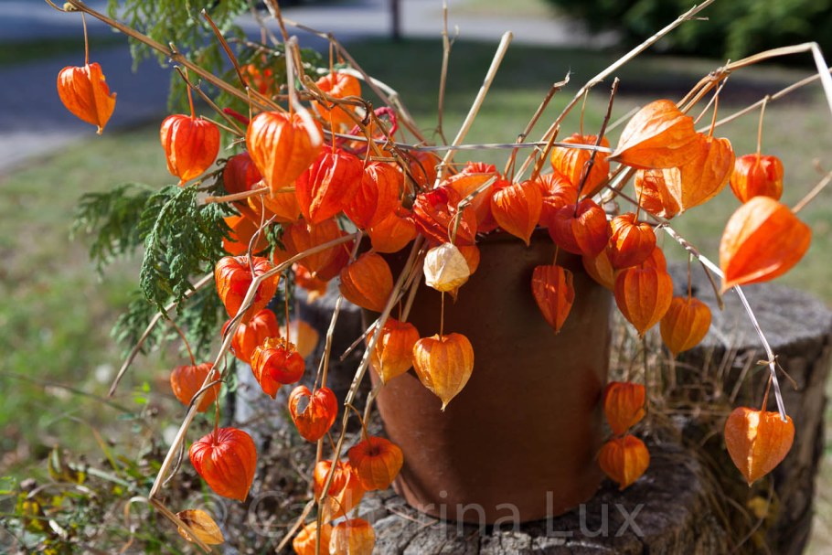 Физалис съедобный колокольчик