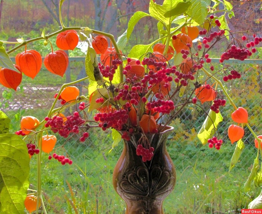 Физалис декоративный