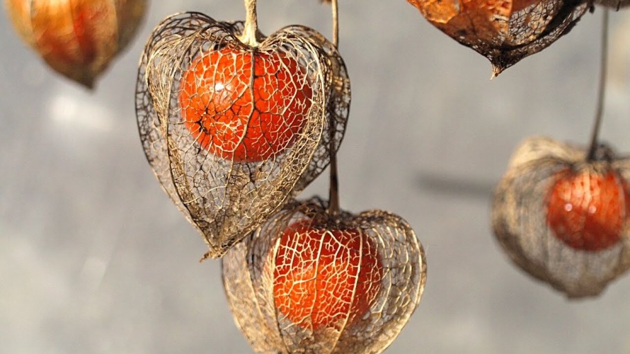 Клюква физалис