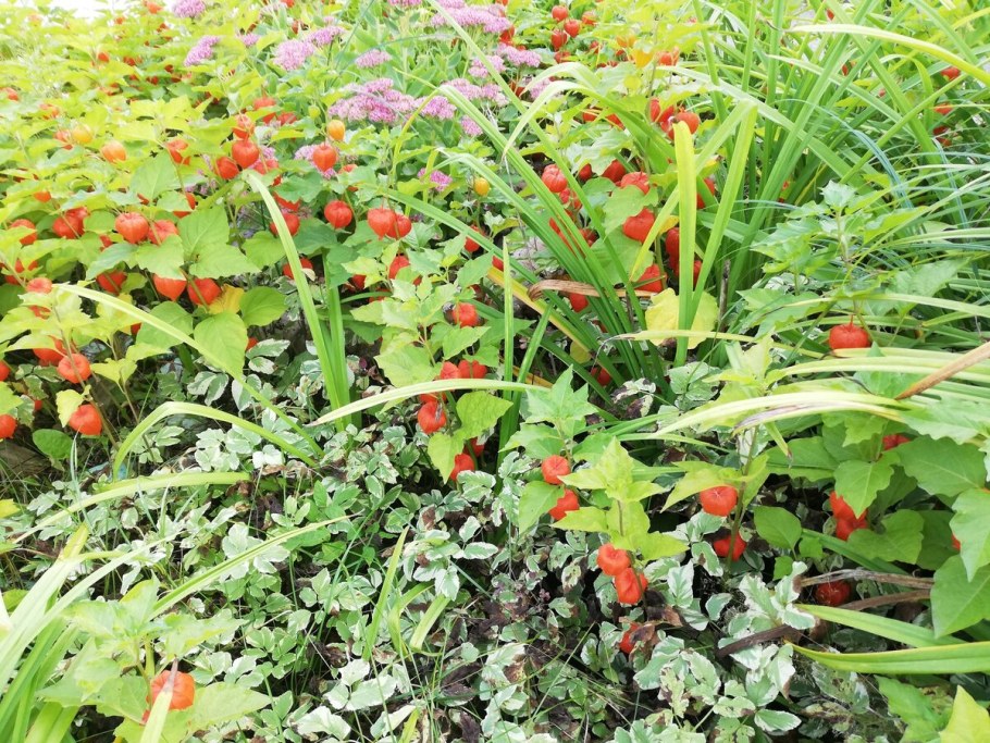 Физалис Рахат лукум