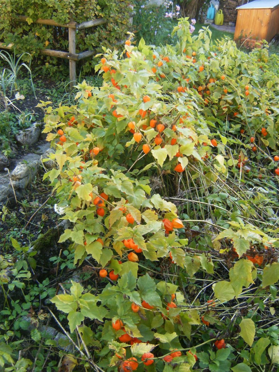 Физалис огородный