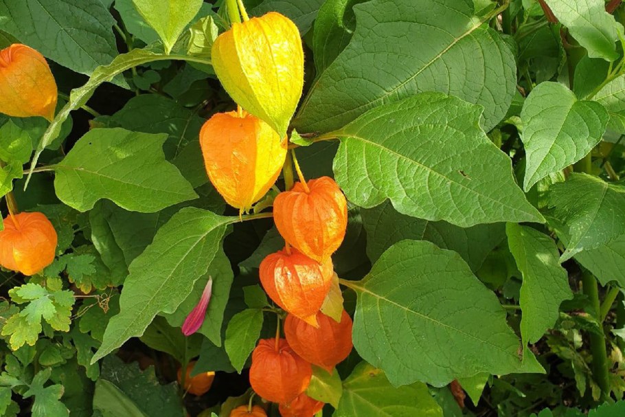 Физалис Земляничный