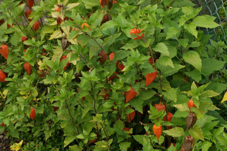 Физалис плетущийся