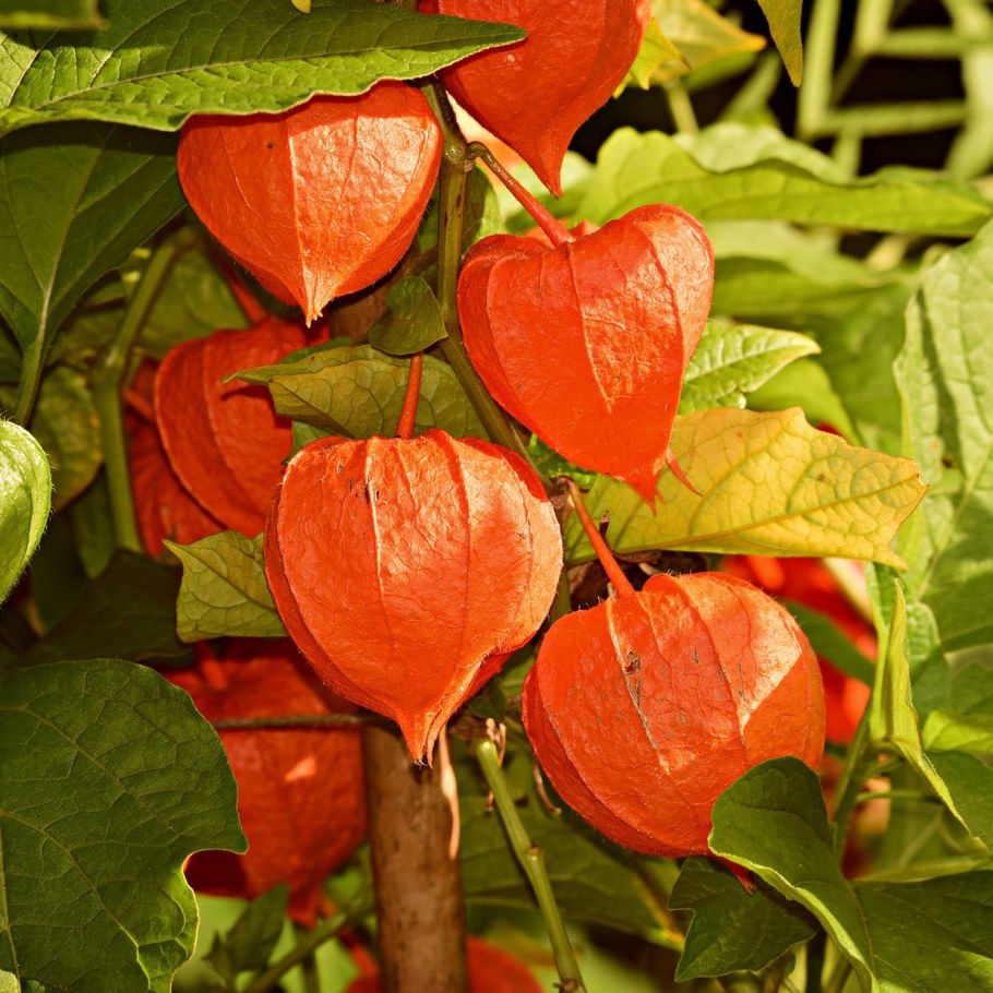 Физалис дерево