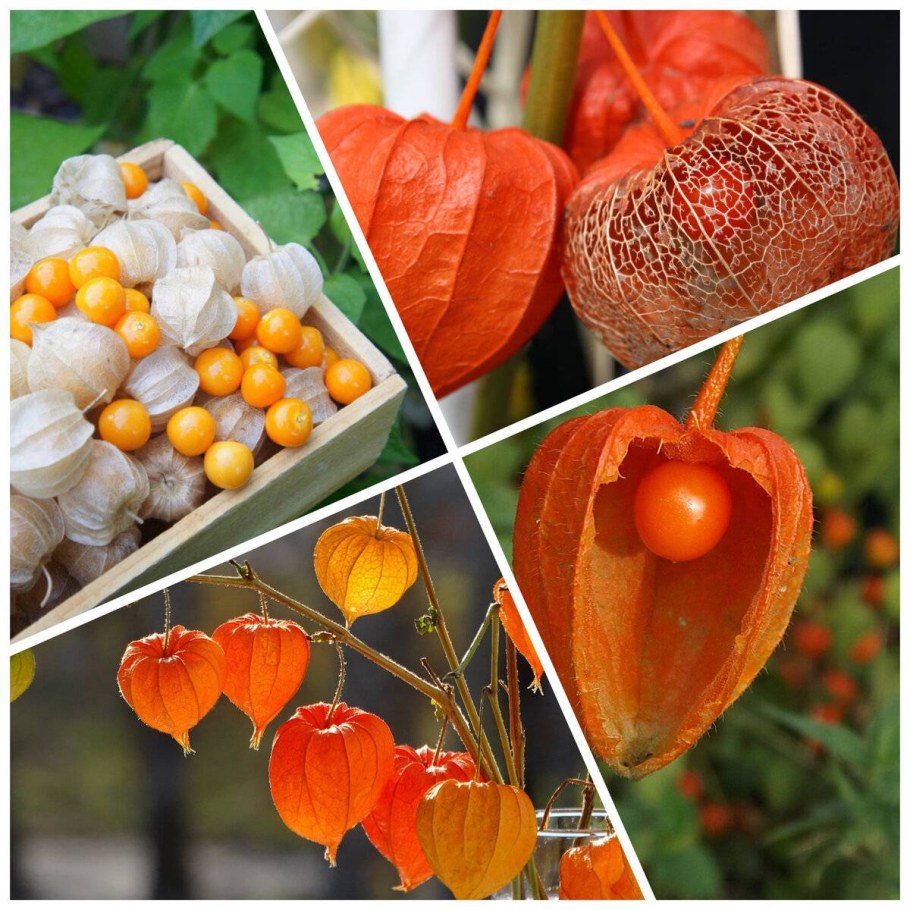 Помидоры физалис