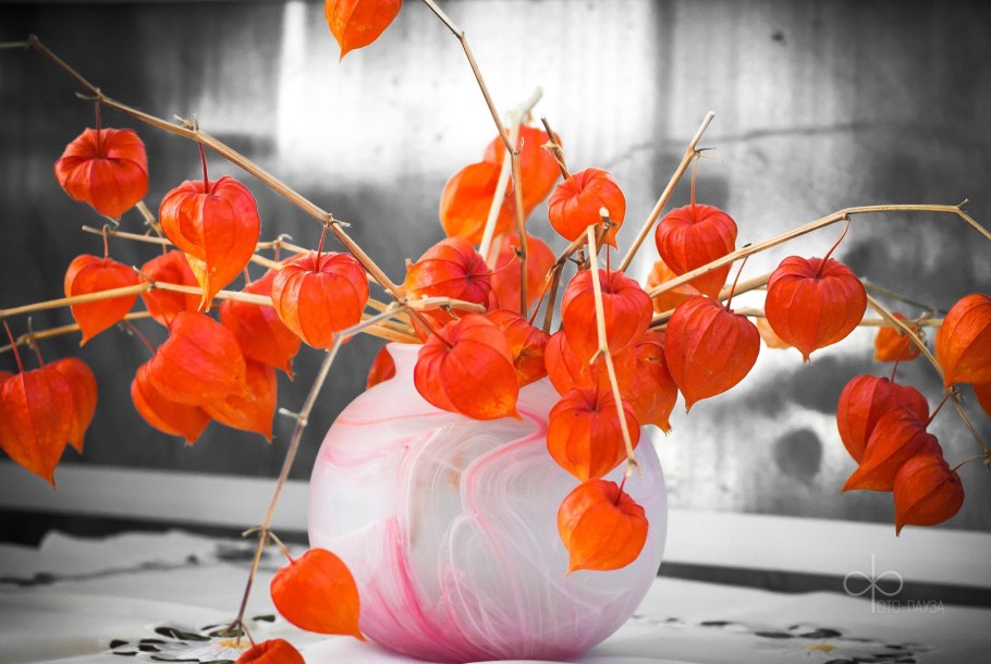 Физалис изюмный