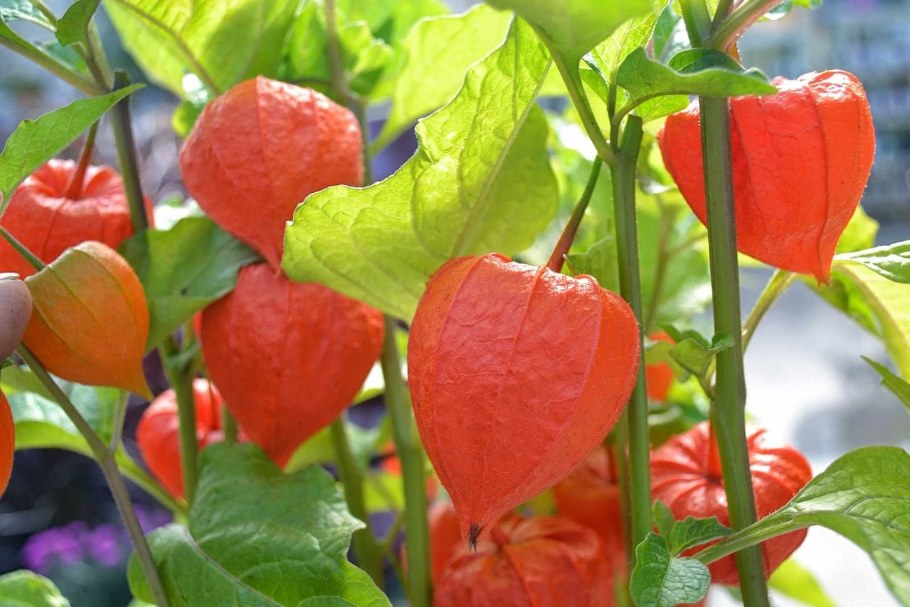 Физалис Паслёновые