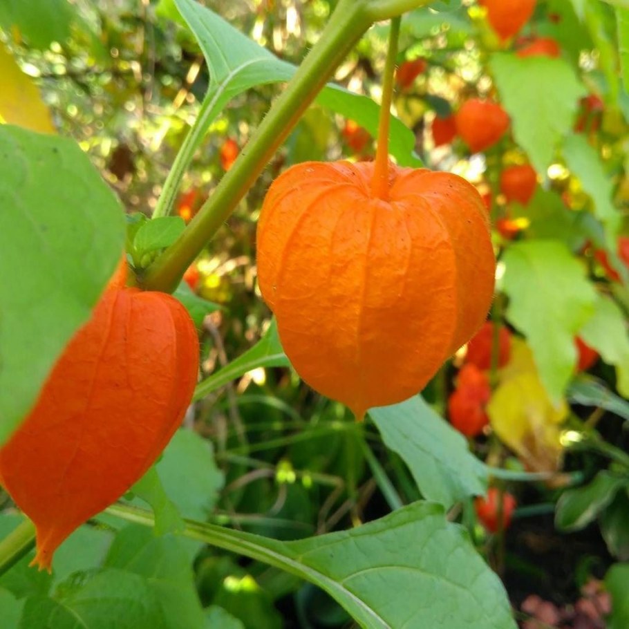 Физалис Земляничный