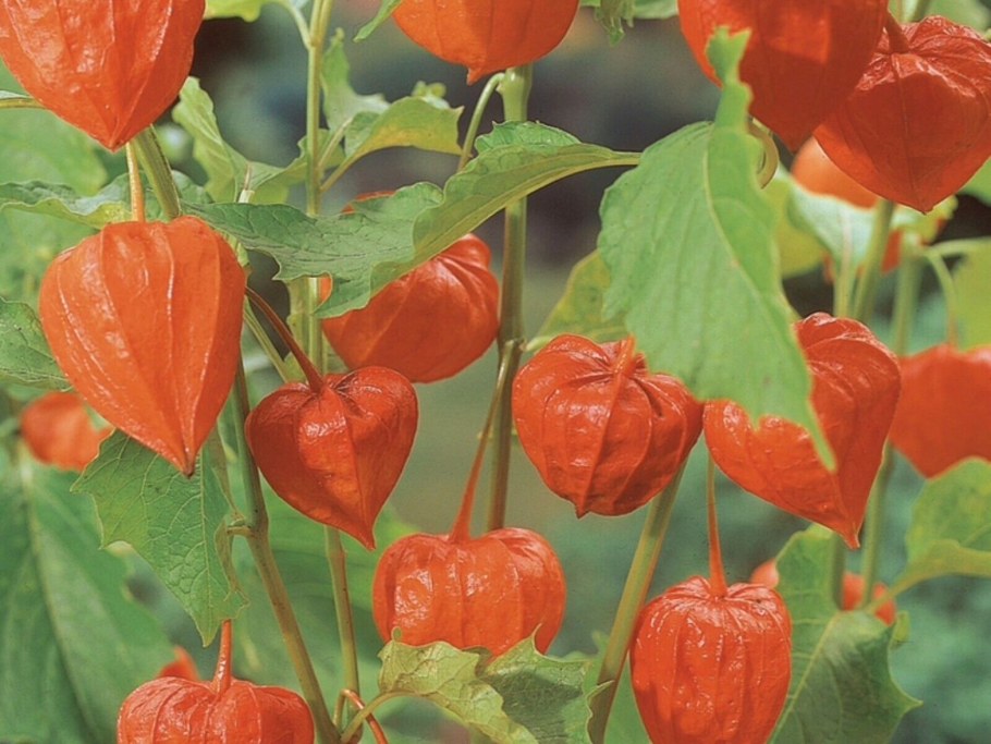 Физалис плетущийся