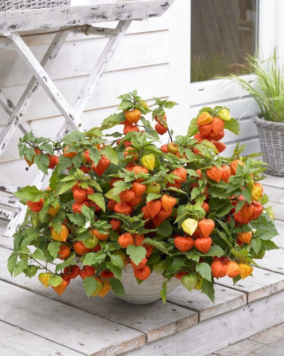 Физалис Земляничный