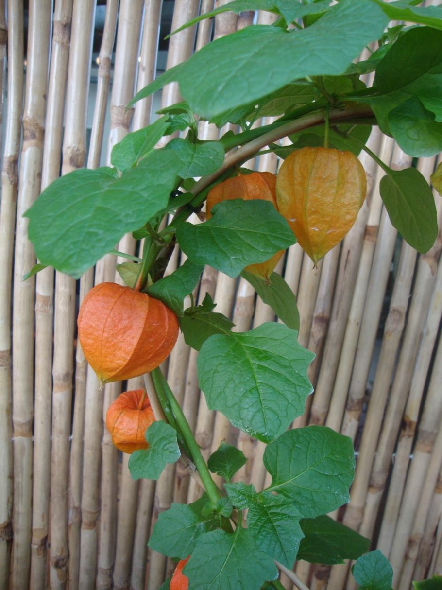 Физалис алькекенги