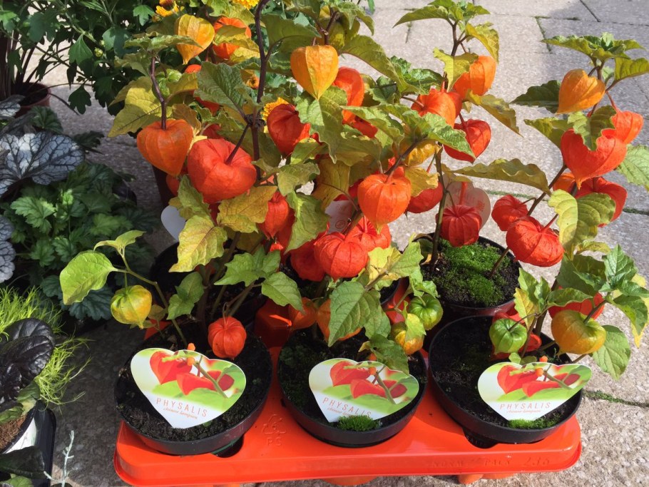Физалис горшечный