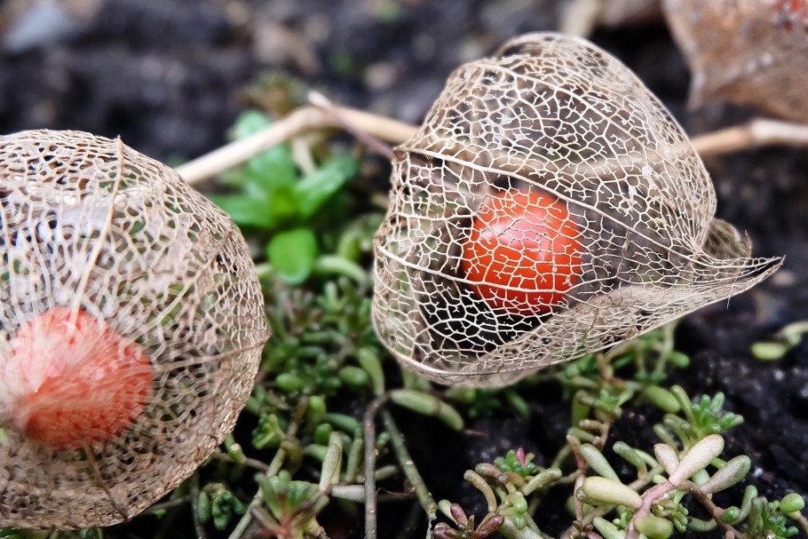 Болезни физалиса