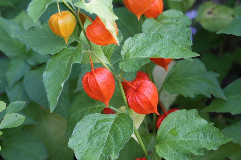 Физалис съедобный