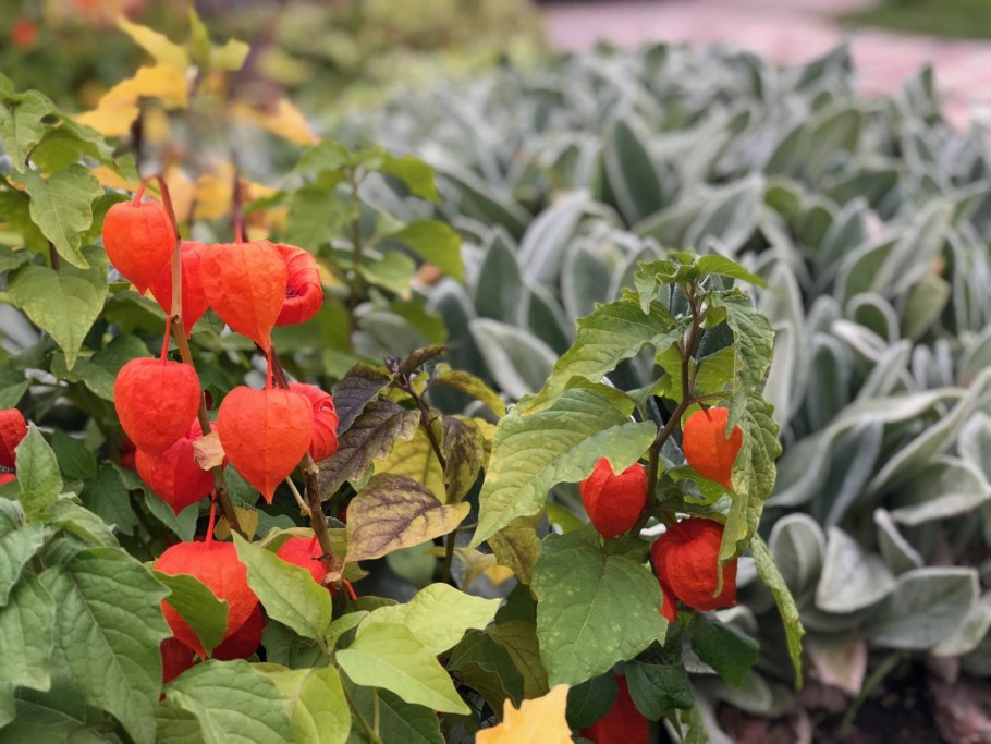 Физалис рассада