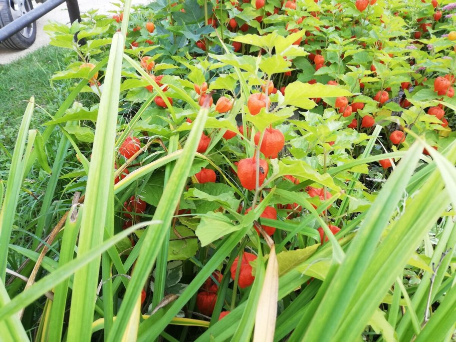 Плантации физалиса