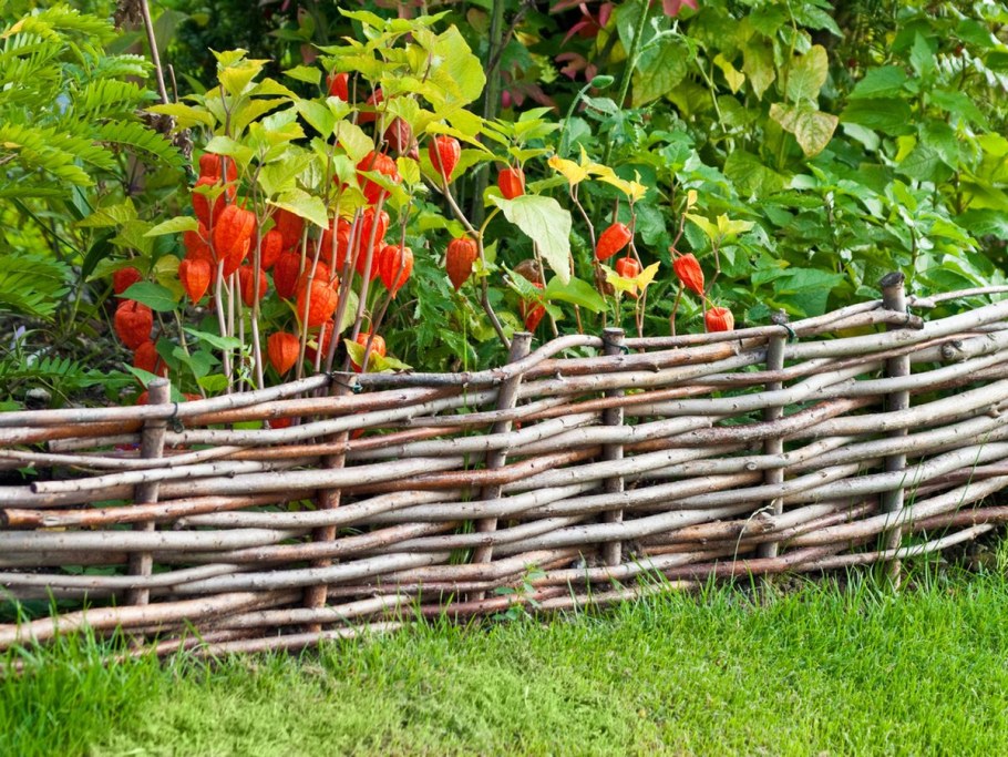 Физалис в ландшафте дачи