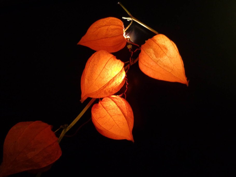 Веточка физалиса Эстетика