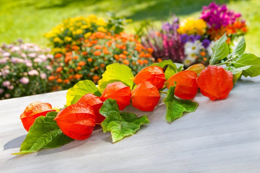 Красивые букеты с физалисом фото