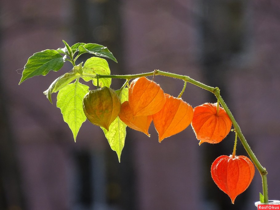 Физалис декоративный