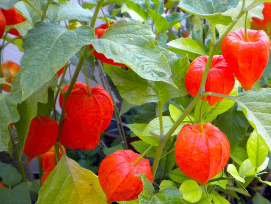 Физалис декоративный