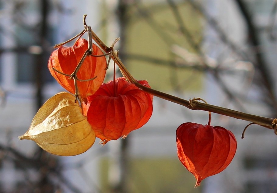 Физалис цветок