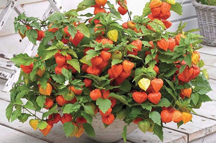 Физалис Земляничный рассада