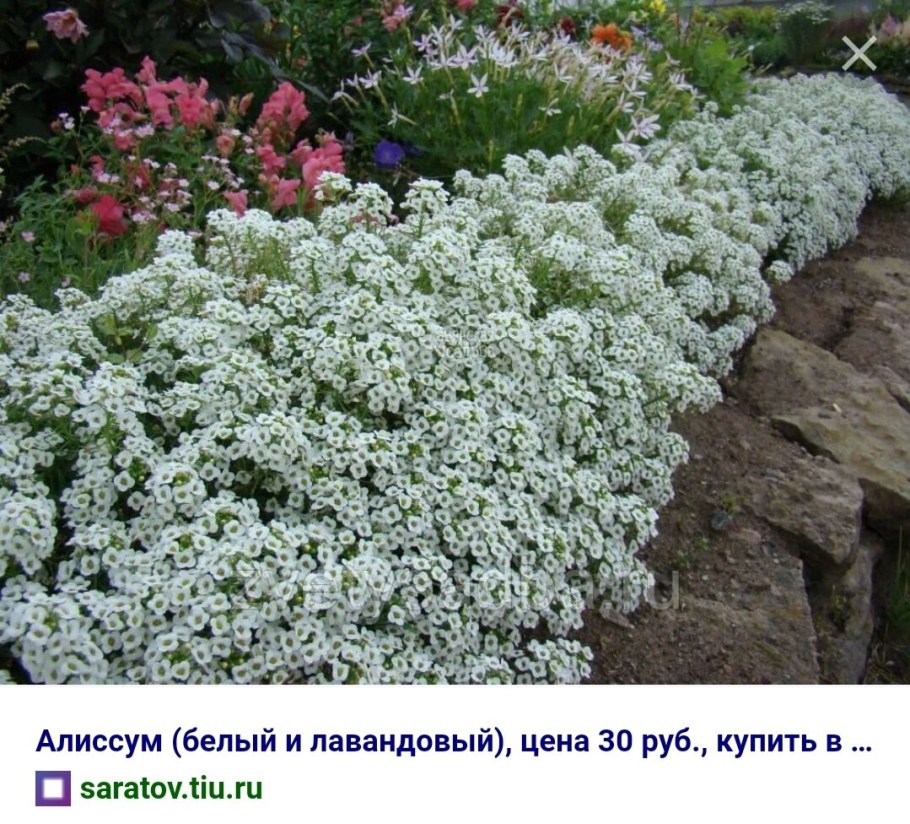 Алиссум Каменник