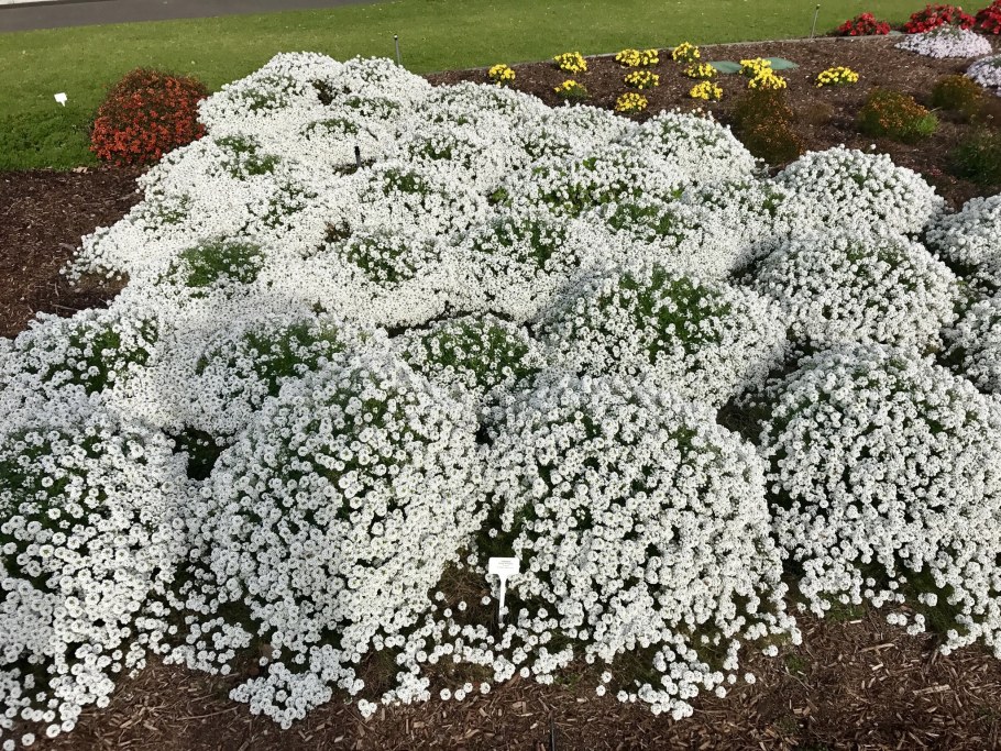 Алиссум (лобулярия) Snow Princess