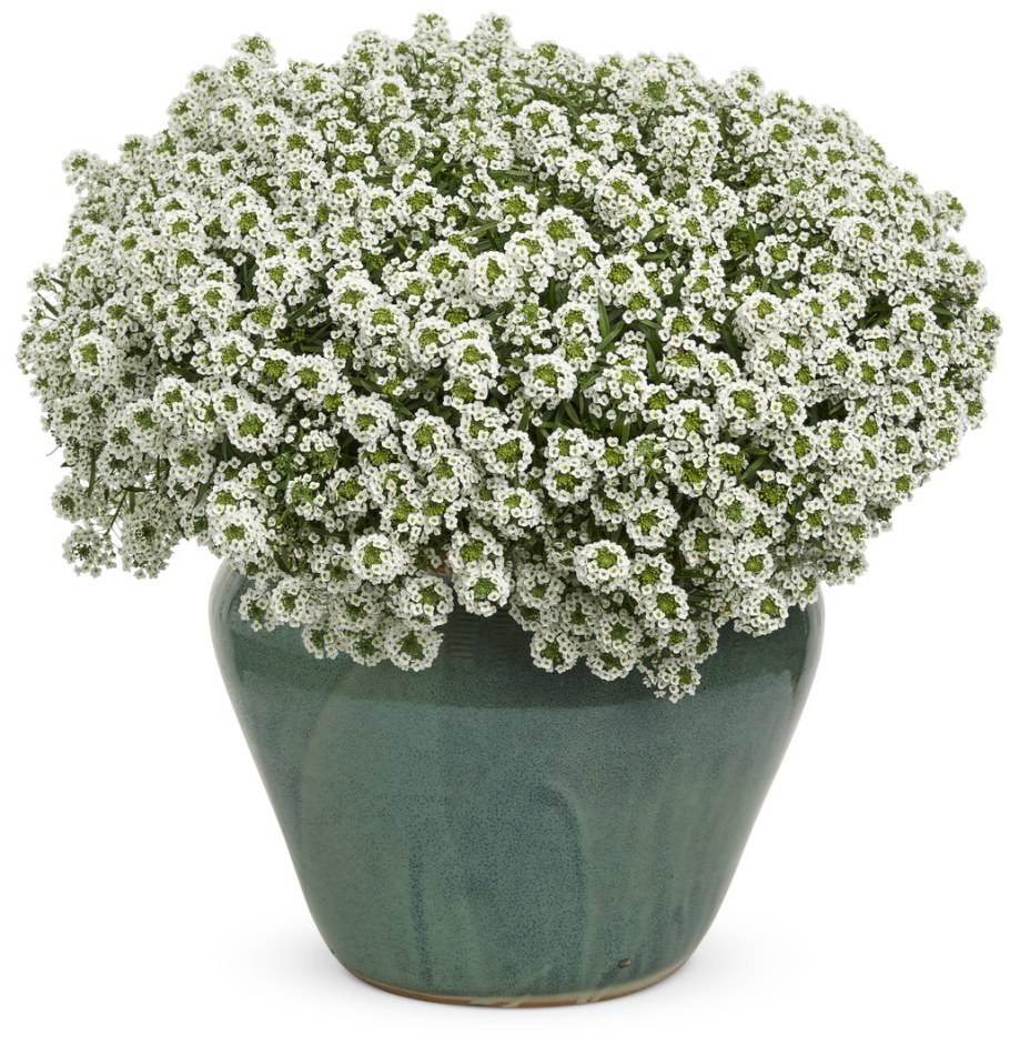 Алиссум Вондерленд Вайт