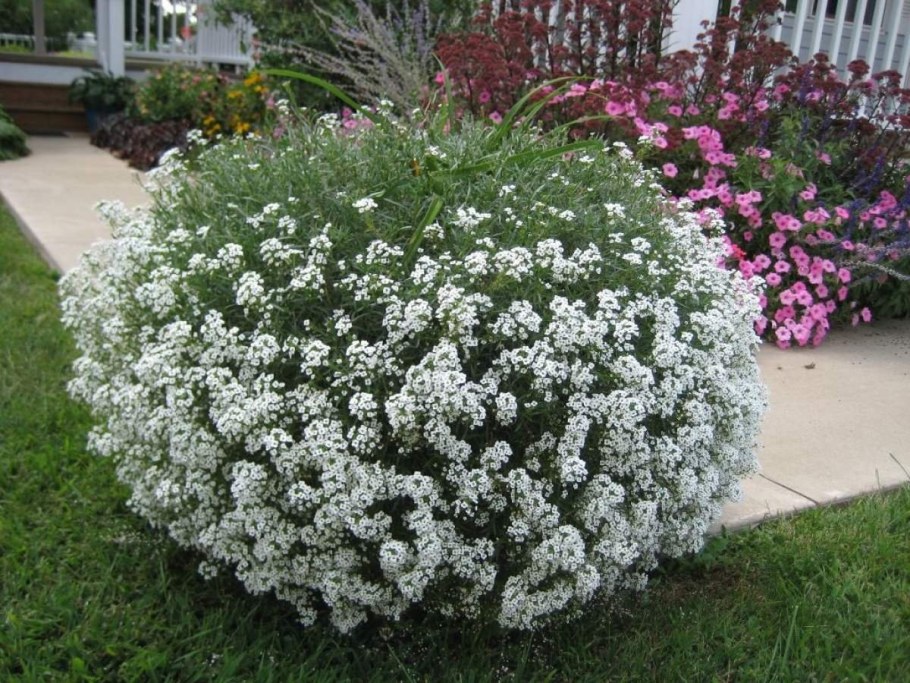 Лобулярия Сноу карпет