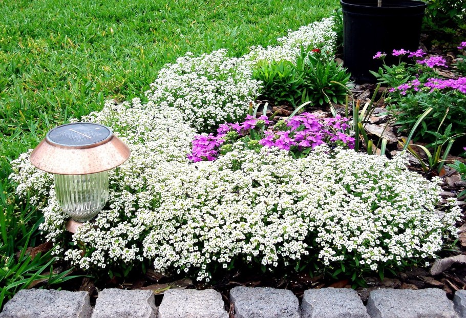 Почвопокровник алиссум