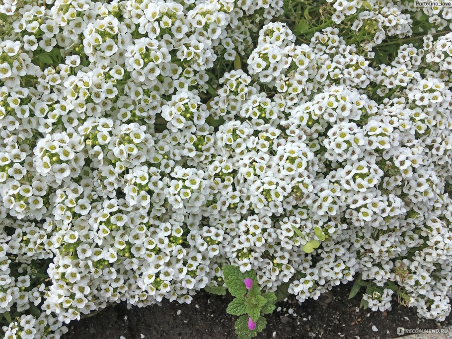 Медок алиссум