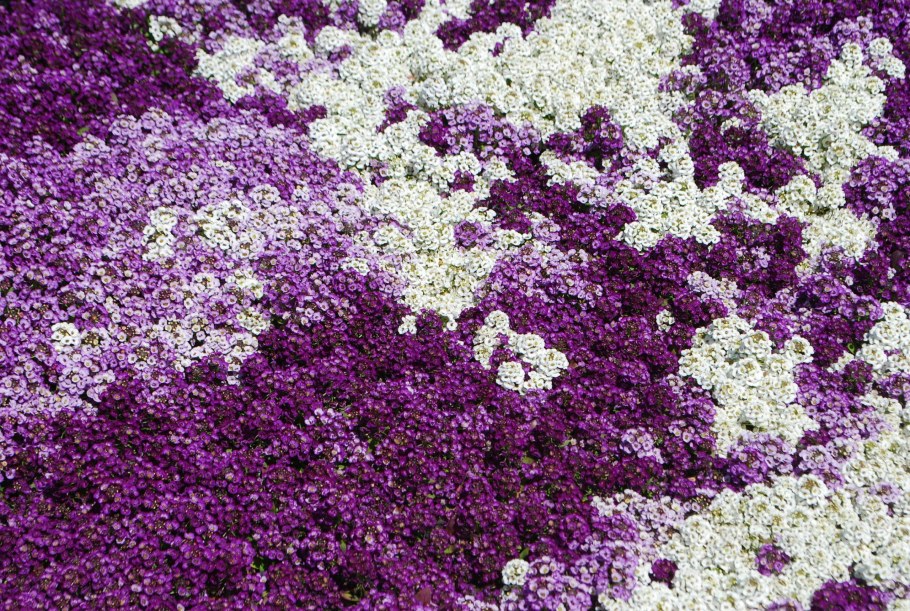 Алиссум лобулярия морская