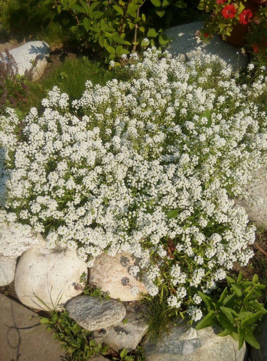 Алиссум Мускат