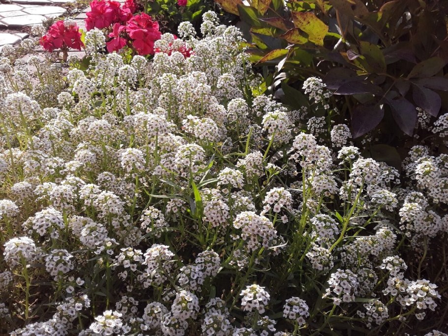 Алиссум лобулярия морская