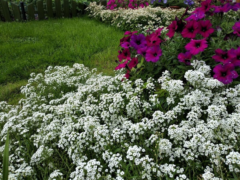 Алиссум Каменник