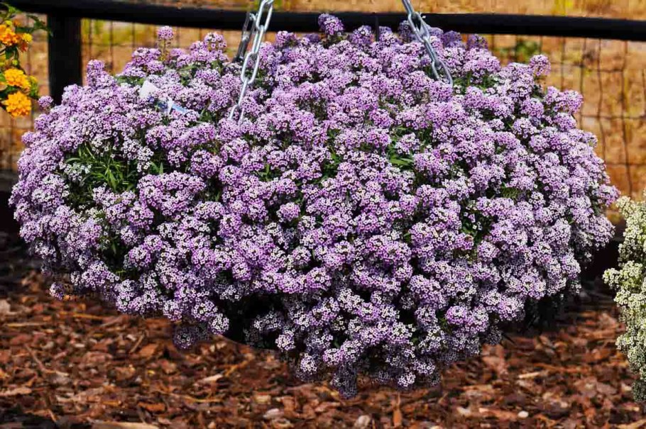 Алиссум лобулярия